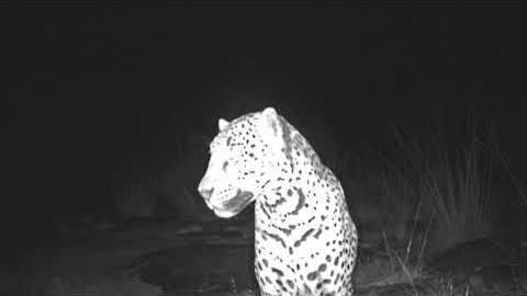 Jaguar Named Sombra in Chiricahua Mountains in Arizona